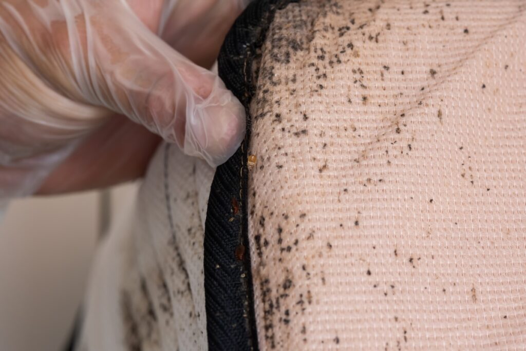 Heat Treatment Programs For Eliminating Bed Bugs