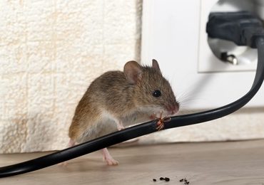 rodent exterminator services
